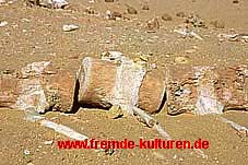 versteinerte Walfischknochen , Wadi Hitan