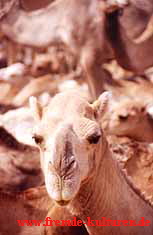 Kamelmarkt in Agadez