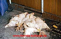 Samarkand - Hühner zum Verkauf 