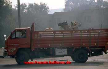 Kameltransport in Kairo