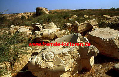 Susa - Umgestürzte Säulen auf dem ehemaligen Palastgelände. Susa war von etwa 4000 v. Chr. bis zum 13. Jh. durchgängig besiedelt, als es von den Mongolen zerstört wurde. Was heute noch von dem antiken Stadtgebiet zu sehen ist, sind architektonische Reste aus der achämenidischen Epoche (6. - 4. Jh. V. Chr.) wo Susa von Darius I. (522 - 486 v. Chr.) wieder Regierungssitz und Hauptstadt des Reiches. Heute sind aus dieser Zeit nur noch die Umrisse der aus Lehmziegeln errichteten Palastanlage erhalten. Wie prunkvoll der Palast war, kann man heute noch an den Säulenfragmenten sehen. Alle Fassaden des Palastes waren mit farbig glasierten, reliefierten oder flachen Ziegelbildern versehen. 